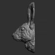 8.jpg Hare head