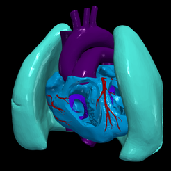 1.png 3D Model of Heart and Lungs