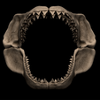 2.png Megalodon Shark Jaw