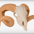 Capture d’écran 2017-09-05 à 17.53.25.png Archivo STL gratis Cráneo del carnero・Diseño de impresión 3D para descargar