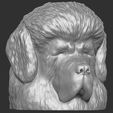 4.jpg Tibetan Mastiff dog head for 3D printing
