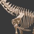 3.jpg Argentinosaurus : Esqueleto completo