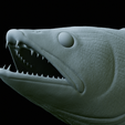 zander-trophy-58.png zander / pikeperch / Sander lucioperca fish in motion trophy statue detailed texture for 3d printing