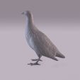 Partridge_0007.jpg Perdiz