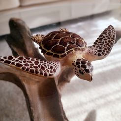 Sea Turtle