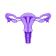 uterus anteverted.stl Uterus anatomical model