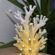 IMG_0698.jpg Coral Lamp🌊✨