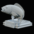 Dentex-trophy-49.png fish Common dentex / dentex dentex trophy statue detailed texture for 3d printing