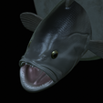 White-grouper-head-trophy-24.png fish head trophy white grouper / Epinephelus aeneus open mouth statue detailed texture for 3d printing