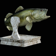 Bass-trophy-7.png Largemouth Bass / Micropterus salmoides fish in motion trophy statue detailed texture for 3d printing