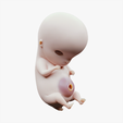 6_Weeks_Tumbnail.png 6 Weeks Human embryonic (baby stages)