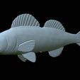 zander-statue-4-open-mouth-1-55.png fish zander / pikeperch / Sander lucioperca  open mouth statue detailed texture for 3d printing