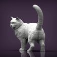 british-shorthair-cat5.jpg british shorthair cat 3D print model