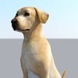 d dog 2.jpg Labrador Dog Realistic Pet Lovers Gift Free Stl