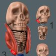 Skeleton-Bobblehead-Assembled.jpg Skeleton Bobblehead (Easy print and Easy Assembly)