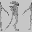 Wireframe.png Xenomorph Lowpoly Rigged