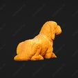 1077-Basset_Griffon_Vendeen_Petit_Pose_09.jpg Basset Griffon Vendeen Petit Dog 3D Print Model Pose 09