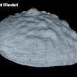 _MG_8443.jpg Abalone Shell for 3D Print