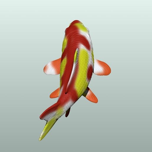 4.jpg Koi Fisch 3D Modell