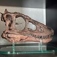 Life size baby T-rex skeleton - Part 01/10