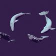 01.jpg four whales in different positions. toy