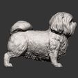 British-Shih-Tzu9.jpg British Shih Tzu 3D print model