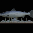 salmo-salar-1-2.png Atlantic salmon / salmo salar / losos obecný fish underwater statue detailed texture for 3d printing