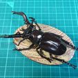 DSC04798R.jpg Free STL file Lucanus Hermani・3D printer model to download