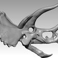 skeleton1.jpg Stegoceratops Dinosaur Skull Skeleton