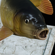 Carp-trophy-statue-20.png fish carp / Cyprinus carpio in motion trophy statue detailed texture for 3d printing
