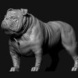 03.jpg Bulldog model 3D print model