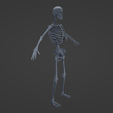 b4.png Human Skeletal System