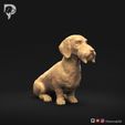 Dachshund-Wire-Haired-Pose-04-Dog-3D-Print-1s.jpeg Teckel à poil dur Pose 04