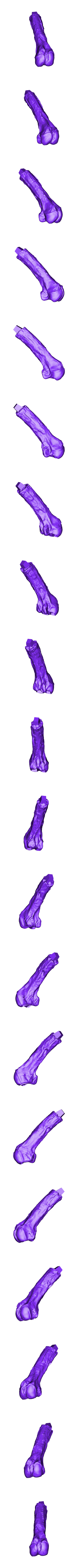 Femur_Right_Part_02.OBJ Scheletro di piccolo T-rex a grandezza naturale - Parte 03/10
