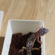 IMG_20251006_182202.jpg Feuchtes Versteck für Geckos