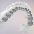 11.jpg 3D Dental Jaws Replica with Detachable Teeth