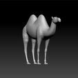 camel1.jpg Bactrian camel