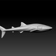 a1.jpg Whale Shark