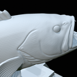 White-grouper-open-mouth-1-63.png fish white grouper / Epinephelus aeneus trophy statue detailed texture for 3d printing