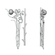 Nephron_Matcap_02.png 3D file Kidney Nephron Structure Anatomy・3D printing template to download