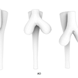 Development_of_Esophagus_AO.png Development of Esophagus