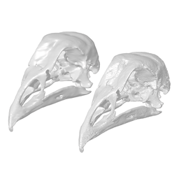 Chicken-scan.png Archivo STL Cráneo de pollo | RÉPLICA ESCANEADA EN 3D ALTA RESOLUCIÓN 1:1 | POR CC3D・Diseño para descargar y imprimir en 3D