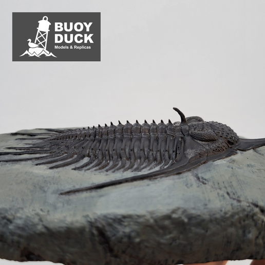 PsychopygeCover3.png Трилобит Psychopyge elegans