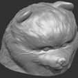 16.jpg Puppy of Pomeranian dog head for 3D printing
