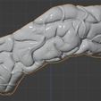 49.PNG.3d9ed1dbfc4333eb5e543af5115ef76e.png 3D Model of Human Brain