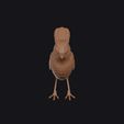 catbird_0001.jpg Catbird