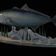 Greater-Amberjack-statue-1-16.png fish greater amberjack / Seriola dumerili statue underwater detailed texture for 3d printing