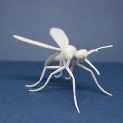 IMG_2205.JPG Mosquito Model
