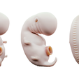 4_Weeks_Render.png 4 Weeks Human embryonic (baby stages)