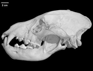 Hyaena hyaena, Striped Hyena skull